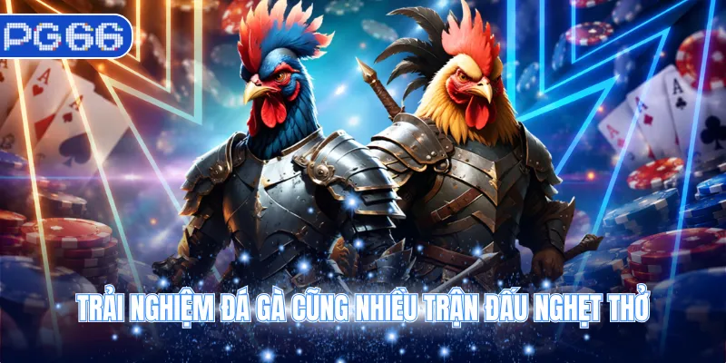Trải nghiệm đá gà cũng nhiều trận đấu nghẹt thở